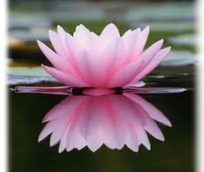 Module 1 — Introspections and unbiased self inquiry