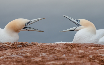 Can You Persuade Powerfully